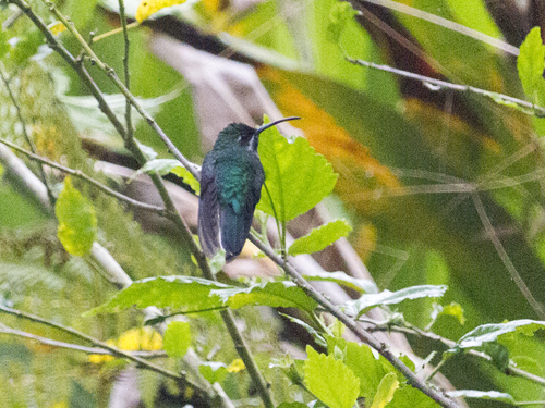 White-tailed Sabrewing