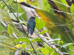 Campylopterus ensipennis