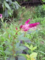 Celosia