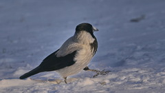 Corvus cornix