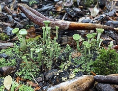 Cladonia fimbriata