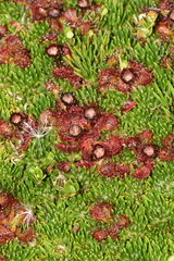 Drosera uniflora