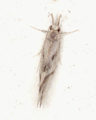 Oecophoridae