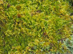 Ctenidium molluscum