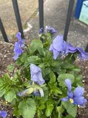 Platycodon grandiflorus