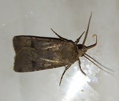 Agrotis segetum