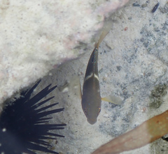 Chrysiptera biocellata