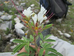 Polanisia dodecandra