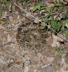 Crotalus ruber lucasensis