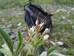 Polanisia dodecandra