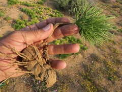 Eriospermum multifidum