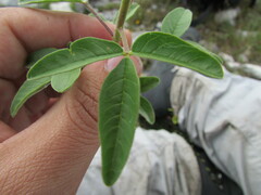 Polanisia dodecandra