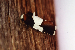 Bryolymnia marginata