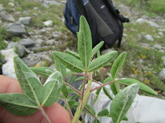 Polanisia dodecandra