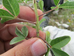 Polanisia dodecandra