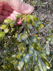 Monarthropalpus flavus