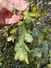 Monarthropalpus flavus