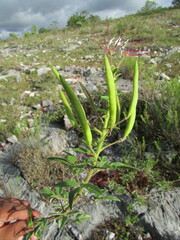 Polanisia dodecandra