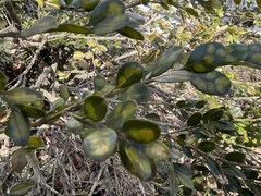 Monarthropalpus flavus