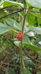 Glossoloma ichthyoderma