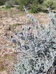Tetradymia comosa