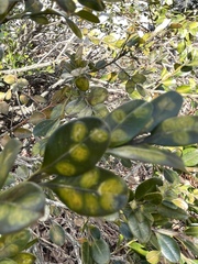 Monarthropalpus flavus