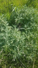 Phacelia distans