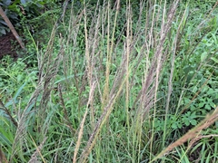 Miscanthus × longiberbis