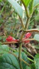 Glossoloma ichthyoderma