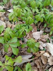 Pachysandra