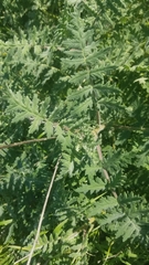 Phacelia distans