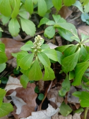 Pachysandra