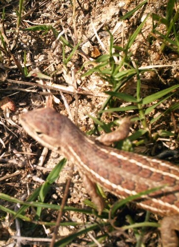 Southern Occidental Bunchgrass Lizard