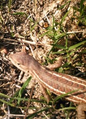 Sceloporus aurantius