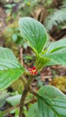 Glossoloma ichthyoderma