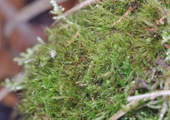 Dicranodontium denudatum