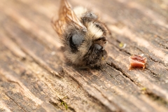 Bombus flavifrons