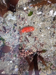 Lissothuria nutriens