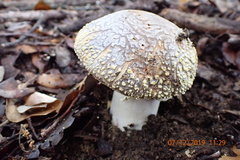 Amanita franchetii