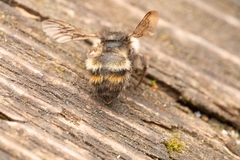 Bombus flavifrons