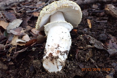 Amanita franchetii