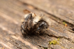 Bombus flavifrons