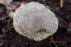 Amanita franchetii