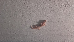 Hemidactylus turcicus