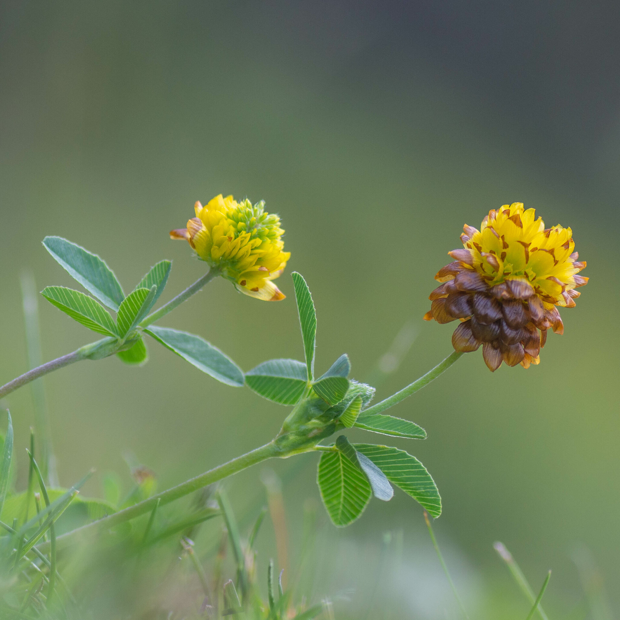 Trifolium badium