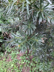 Podocarpus oleifolius