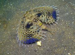 Dactyloptena orientalis