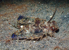 Dactyloptena orientalis