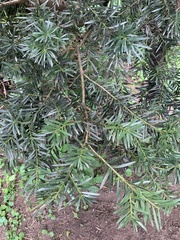 Podocarpus oleifolius