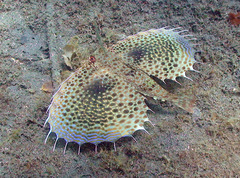 Dactyloptena orientalis